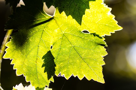 Leaves of grape in wineyard. Background with copy spaceの写真素材