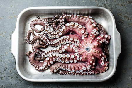 Seafood octopus. Whole fresh raw octopus on gray slate background, top viewの写真素材