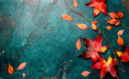 Autumn red leaves on blue turquoise background. Copy space. Top viewの写真素材