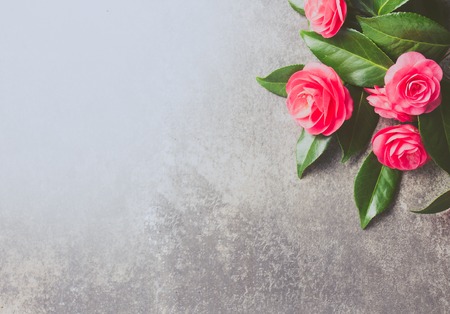 Pink japonese camellia on gray background. Copy space. Flat lay.の写真素材