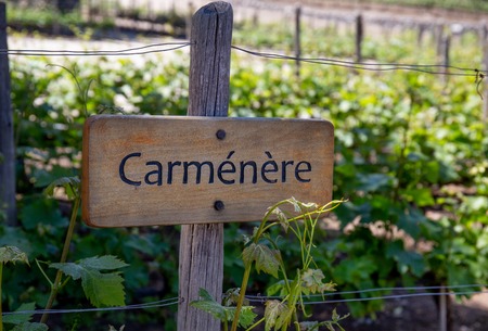 CARMENERE Wine sign on vineyard. Vineyard landcapeの写真素材