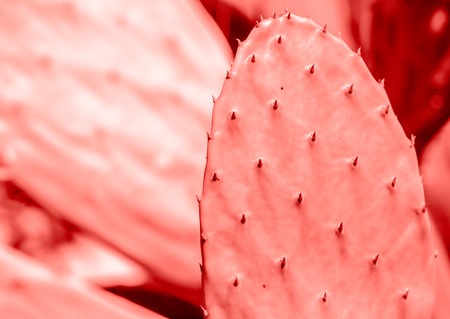 LIVING CORAL 2019. background with cactus. Living coral. Color of the year 2019.