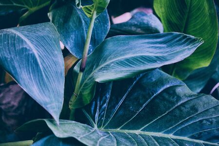 Tropical leaves background. Palm tree leaves, monstera. Green background.の写真素材