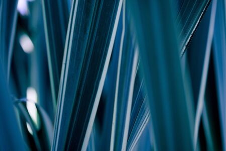 Tropical leaves background. Palm tree leaves, monstera. Green background.