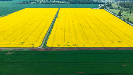 Yellow raps field. Aerial drone view, Top viewの写真素材