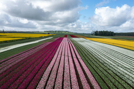 Aerial from blossoming tulip fields in the Chile near Osornoの写真素材