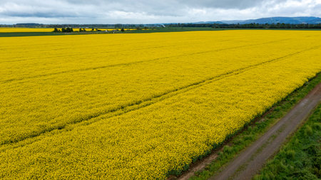 Yellow raps field. Aerial drone view, Top viewの写真素材
