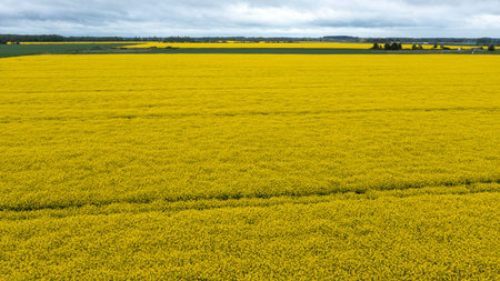Yellow raps field. Aerial drone view, Top viewの写真素材