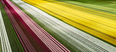 Aerial from blossoming tulip fields in the Chile near Osornoの写真素材