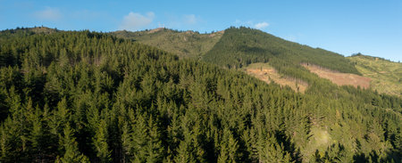 Panoramic aerial view of pine forest on mountain. Drone photoの写真素材