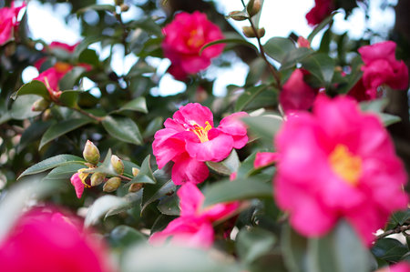 Blooming camelliaの写真素材