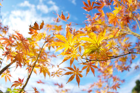 Japanese maple that shinesの写真素材