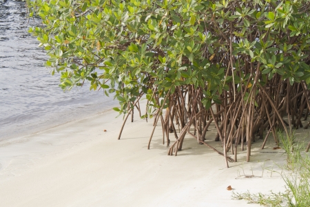 Mangrove Roots on Beachの写真素材