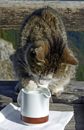 tabby cat douse paw into a little milk jugの写真素材