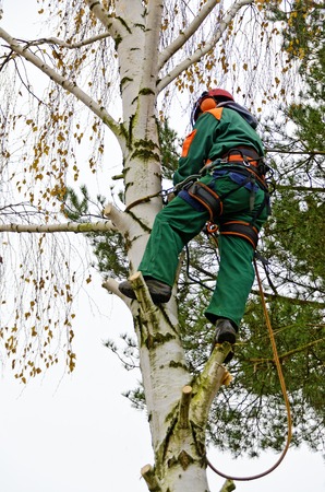 Timber worker climbing on a birch for cuttingのeditorial素材