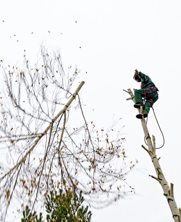 Timber worker climbing on a birch for cuttingのeditorial素材