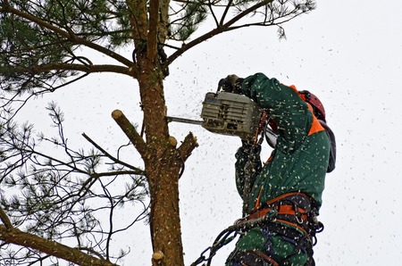Timber worker climbing on a pine tree for cutting