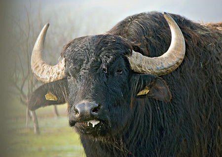 head of a water ox in the fogの写真素材