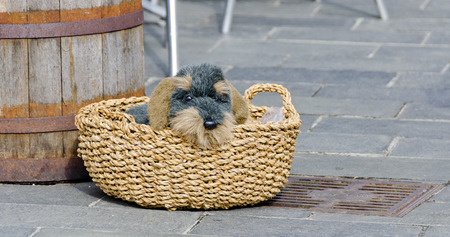 plush toy shaped like a wire-haired dachshund in a braided basketの写真素材