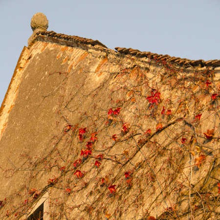 Gable of an old palace with red ivy in the light of the evening sun, Muehlbach, Lower Austria, Austriaのeditorial素材