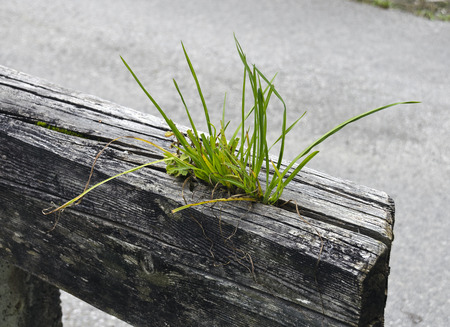 clump of grass growing out of a rotten wooden beamの写真素材