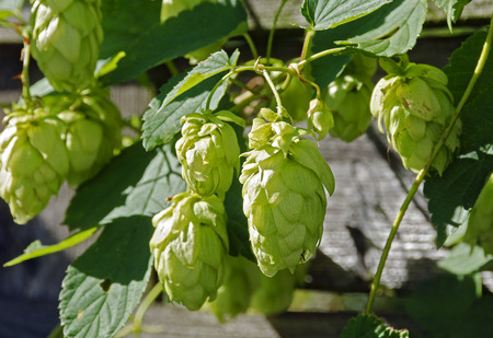 green umbel of hop in sunshine