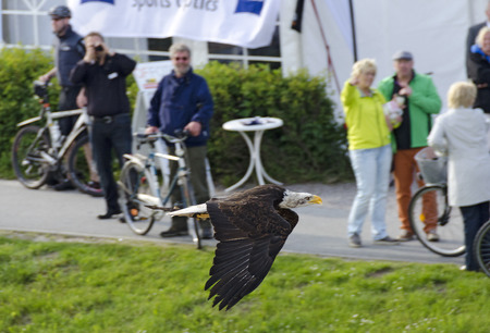 white-headed eagle  flying before tourists, Zingst, Germany