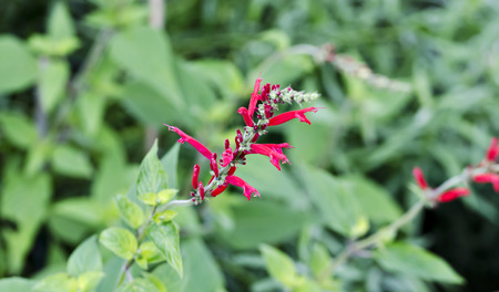 pineapple sage with red blossomsの写真素材