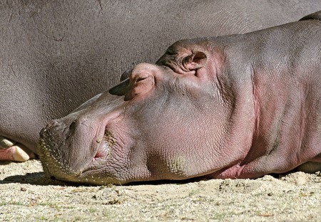 head of a young  hippo dozing lazily in the sunの写真素材