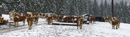 panorama with cattles on a snowy meadow with driving snow, Tirol, Austriaの写真素材