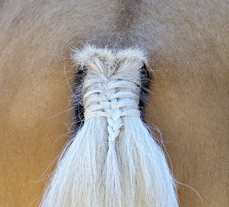 backview of a  blond horse with braided white tailの写真素材