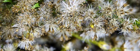 near view of seed pods of a solidagoの写真素材