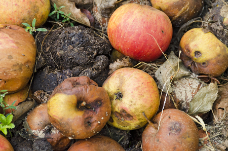 biological waste of foul windfall apples on the soilの写真素材