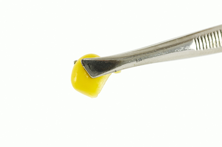 tweezer with a yellow grain of corn isolated on white backgroundの写真素材