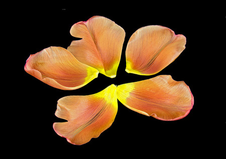 four orange and yellow separated petals of a tulip on black backgroundの写真素材