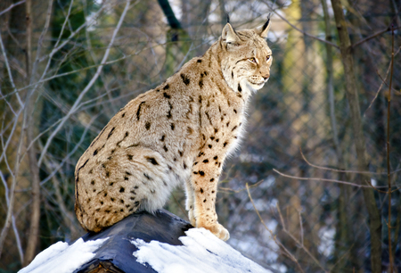 lynx sitting on the partly snowcovered roof of a shackの写真素材