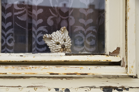 rotten wooden window with peeling off painting and a head shaped like a cat made by seashells behindの写真素材