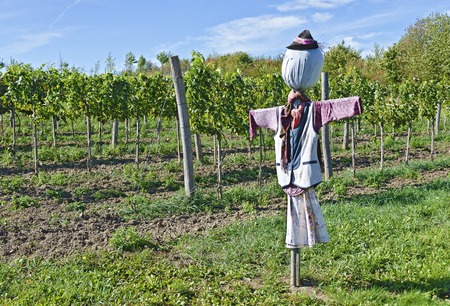 Traditional scarecrow at a vineyard in  sun shineの写真素材