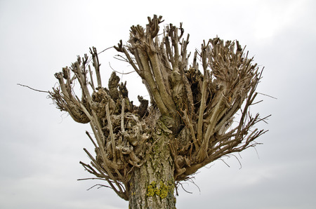 Drastically clipped tree crown against gray sky