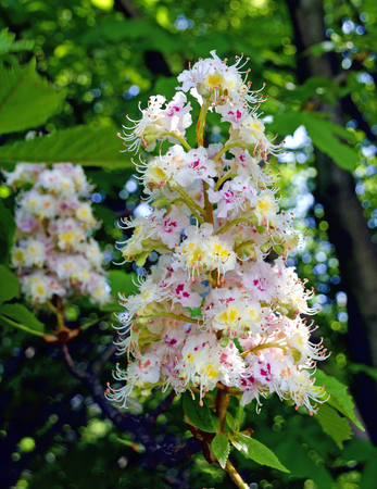 inflorescence of a common horse chestnut tree at springの写真素材