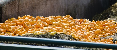 Leftovers of squashed oranges