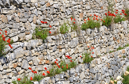 Dry stone wall with red flourishing field poppy at sunshineの写真素材