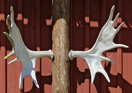 trophy antlers of a moose at a wooden stakeの写真素材