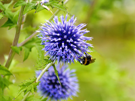 blossom of a blue thistle with a bumble-beeの写真素材