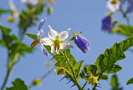 blossoms of a lychee tomato plant at sunshine, Austriaの写真素材