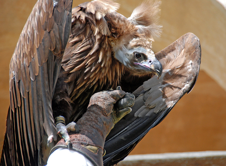 Vulture sitting on  the arm of a falconer with leather gloveの写真素材