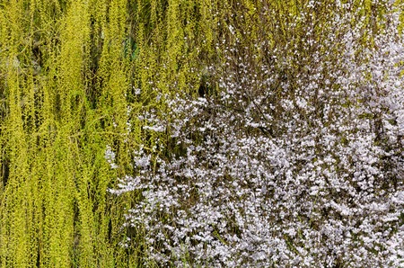 treetop with white blossoms hanging from a twigs of weeping willows, Tulln, Austriaの写真素材