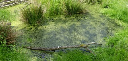Slough with green water plants on the surface at the Western Pomerania Lagoon Area National Park
