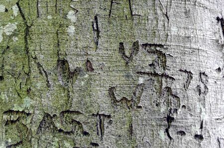cut in initials on a bark with lichensの写真素材