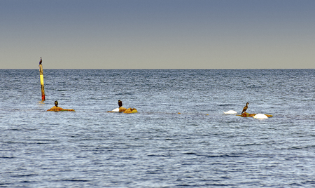 cormorants on a pole and  little rocky islands in the Baltic sea, Germanyのeditorial素材